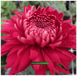 Хризантема крупноцветковая Misty Red/ан 26 отгрузка май 26г/