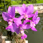 Орхидея каттлея C. WALKERIANA X C. NOBILIOR