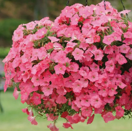 Тайдал Вейв, ампельные растения, Рассада на начало марта 26