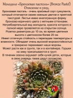 Молодило Бронзовая Пастэль каменная роза