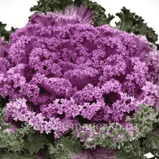 Капуста декоративная F1 Нагоя Роуз -  100 семян