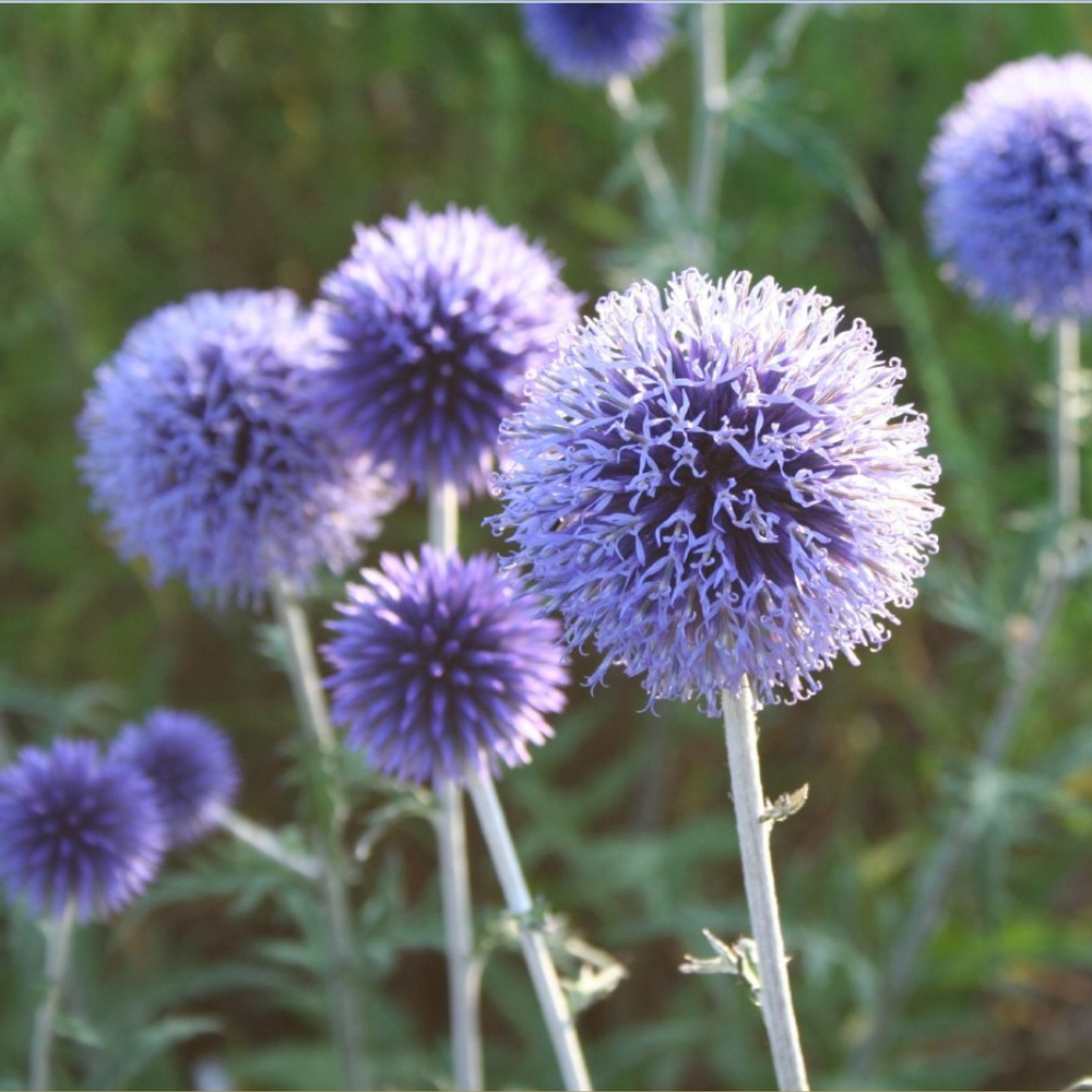 Мордовник обыкновенный "Veitchs Blue". Echinops ritro "Veitchs Blue".