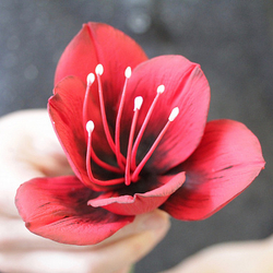 Вайнер лепесток Амариллиса