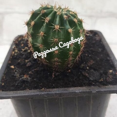 Кактус в ассортименте