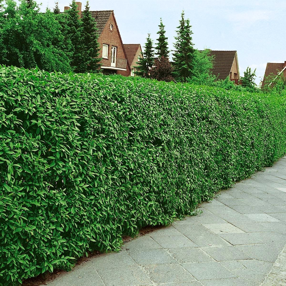 Бирючина Атровиренс (Ligustrum vulgare) Atrovirens