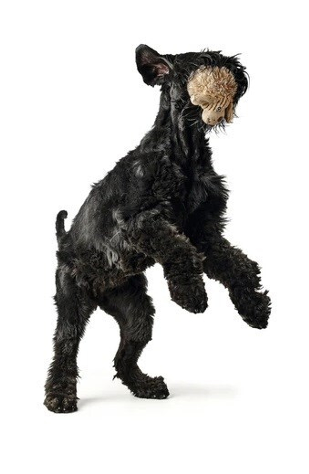 HUNTER Игрушка для собак Pori Dog