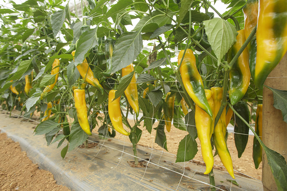 Перец Палермо Юсмит F1 3шт ВитаГрин ЭКСТРА