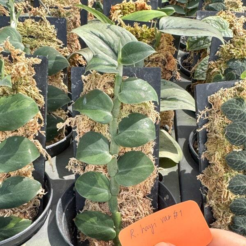 Рафидофора HAYI VAR N1 TWO TONE