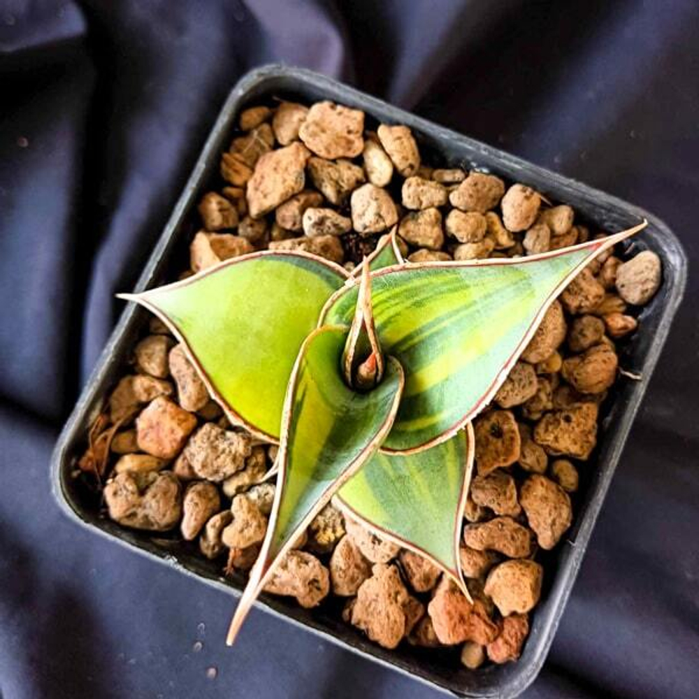 Сансевиерия PINGUICULA YELLOW