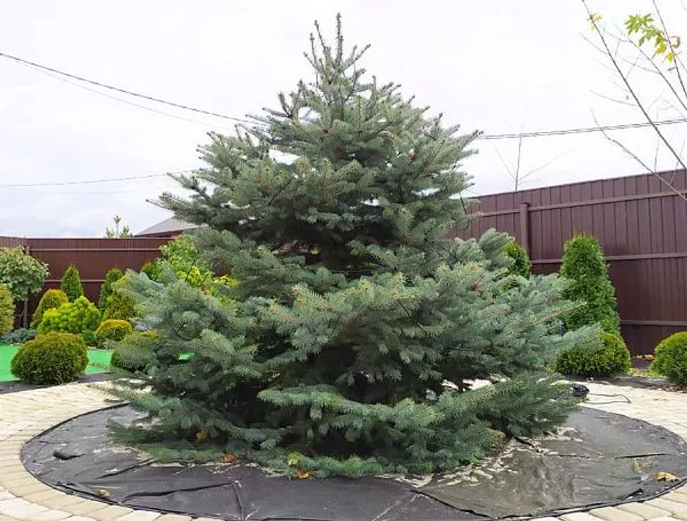 Ель колючая Фат Альберт Р9 10-15см Закупка М62 апрель-май 2026