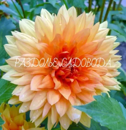 Георгина декоративная Нордвикс Глори