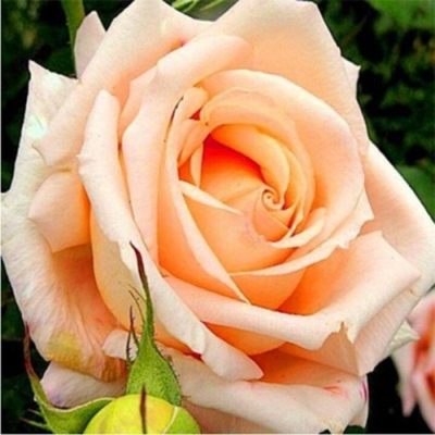 ГВАИЛ АЦЕТАТ природный (Guaiac Wood Acetate natural VENTOS)