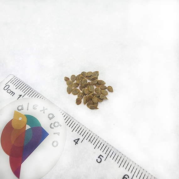 ЛОДЖЕЙН F1 семена томата Enza Zaden цена – фото 5