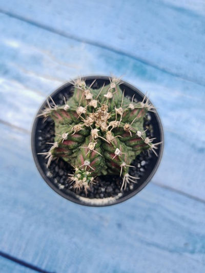 Gymnocalycium T-Rex Pink hybrid (Гимнокалициум T-rex)