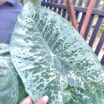 Колоказия CHIANG KHAN DIAMOND