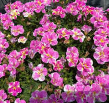 19258 Калибрахоа CALITA DOUBLE PINK SPLASH