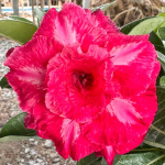 Адениум обесум ROSE