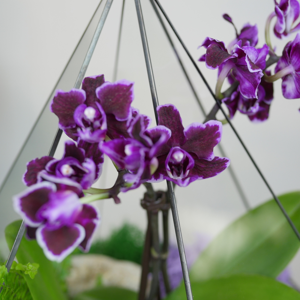 Готовый флорариум с орхидеей Вайн Алмаз