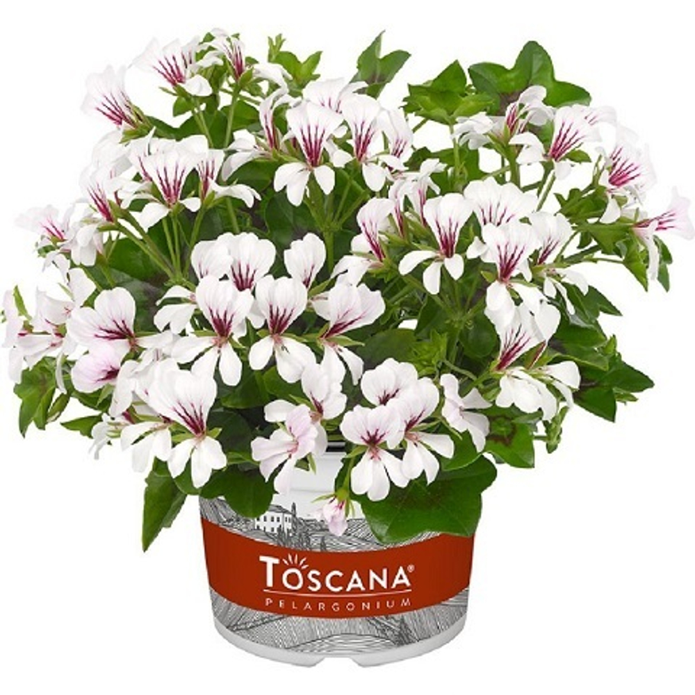 Пеларгония плющелистная Balcon Polar с1 1шт