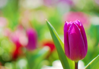 Фото на стекле "Бутон" Декор для дома, подарок