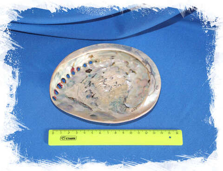 Галиотис розовый (крашеный), 11-14см, 1шт