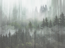 Коллекция FORESTA