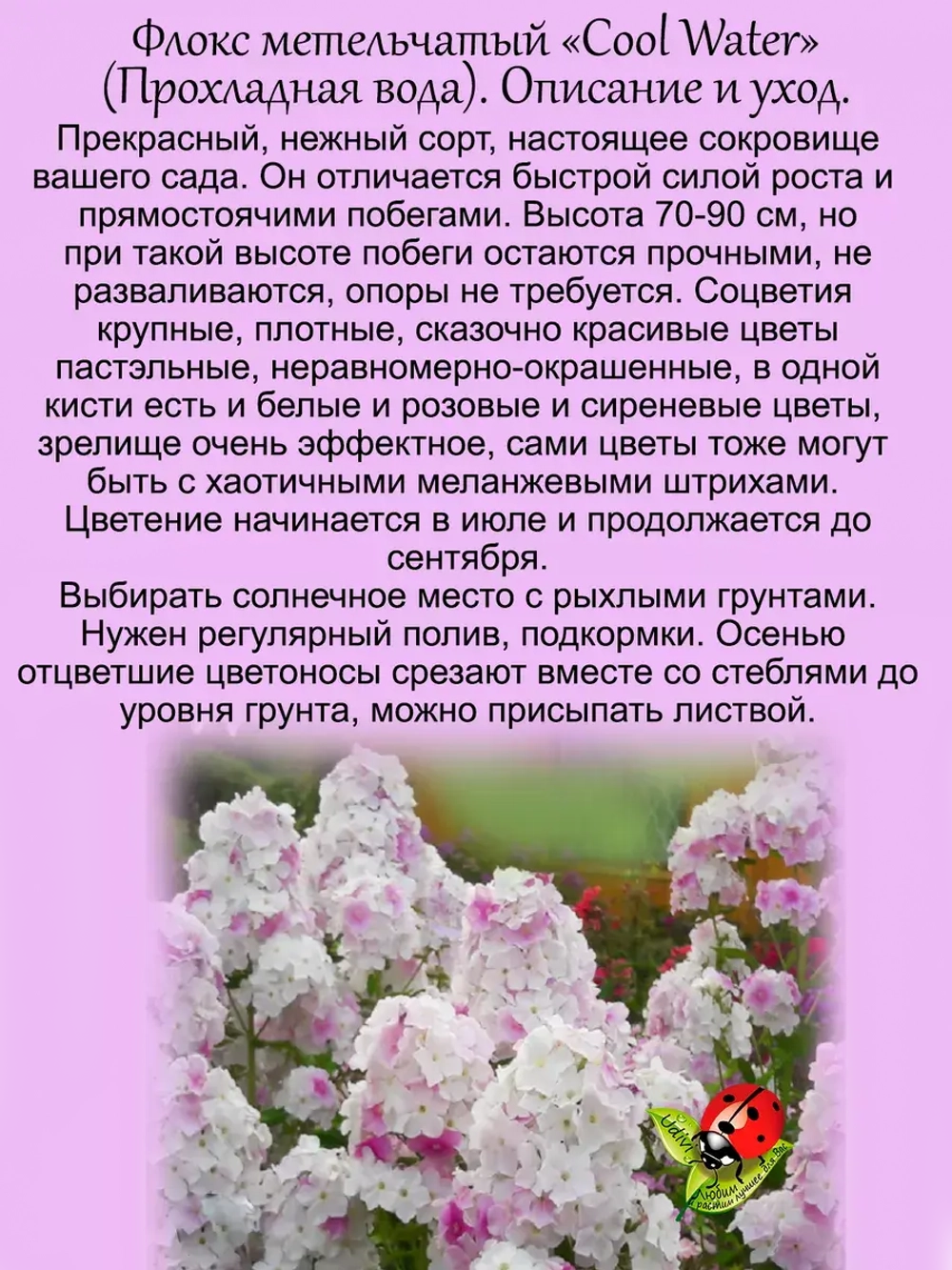 Флокс Кул Вотер метельчатый