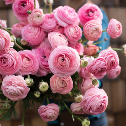 Ранункулюс розовый / Pink (3шт)