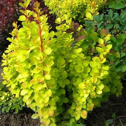 Барбарис Тунберга Мария