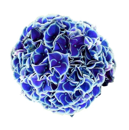 NEW TIVOLY BLUE/ НЬЮ ТИВОЛИ БЛЮ (СТАНДАРТ ПОСТАВКИ Р9) 2025г