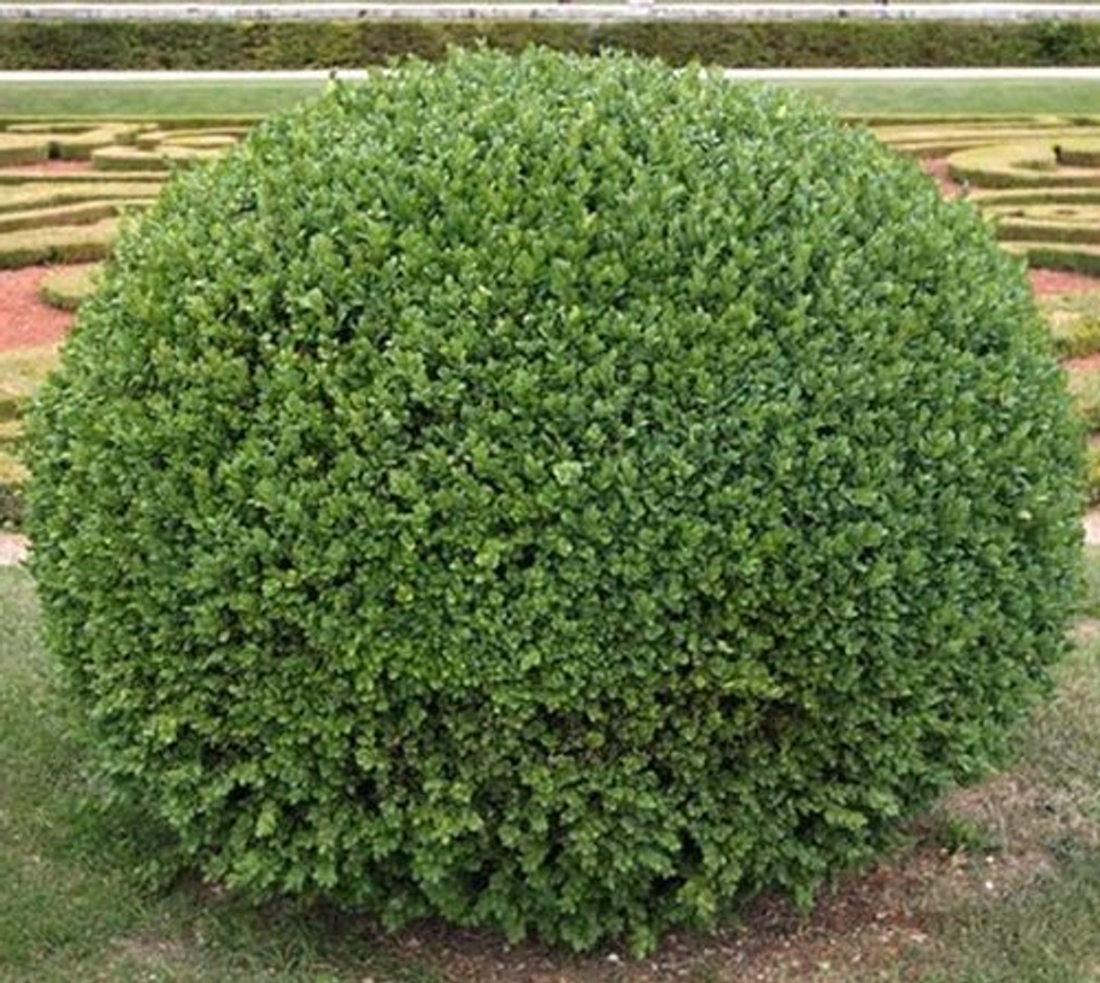 Самшит вечнозеленый Ротундифолиа С2 20-30