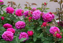 Хайди Клум (Heidi Klum Rose)