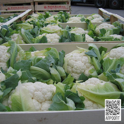 Фарго F1 семена капусты цветной (Bejo / Бейо)