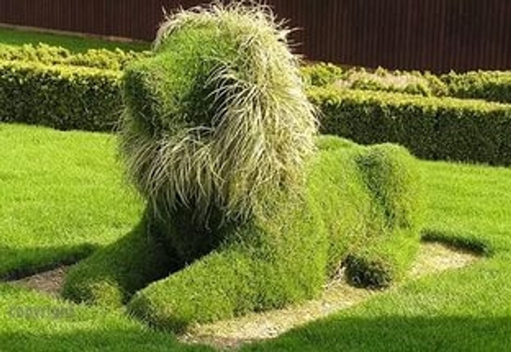 Топиарная фигура Лев