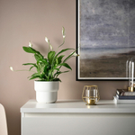 Подсвечник IKEA PARLBAND (ПЭРЛЬБАНД), Золотой, Металл, Стекло, 10 см