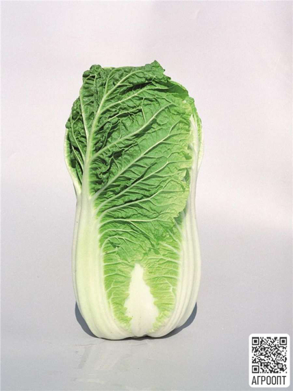 МИРАКО F1 семена капусты пекинской (Bejo | Alexagro) – фото 2