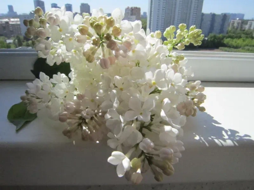 Сирень обыкновенная Петербурженка Закупка М64 май 2026