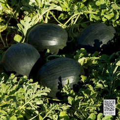 Конгуита F1 семена арбуза (Rijk Zwaan / Райк Цваан)