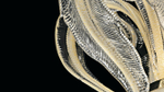 Светильник Barovier&Toso Piume