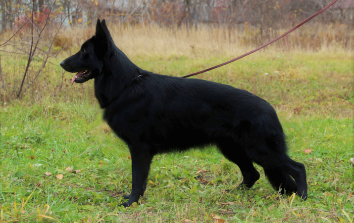 Туадаш МЕЛИССА