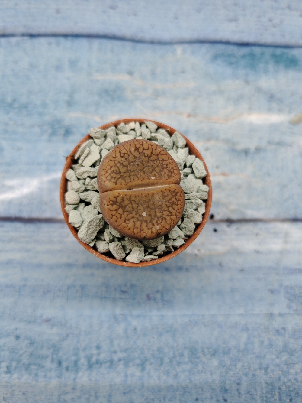 Lithops sp. (Литопсы)