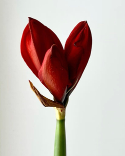 Луковица амариллиса в черном воске