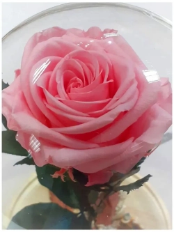 натуральные цветы в стекле 99.37