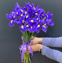 Букет синих ирисов