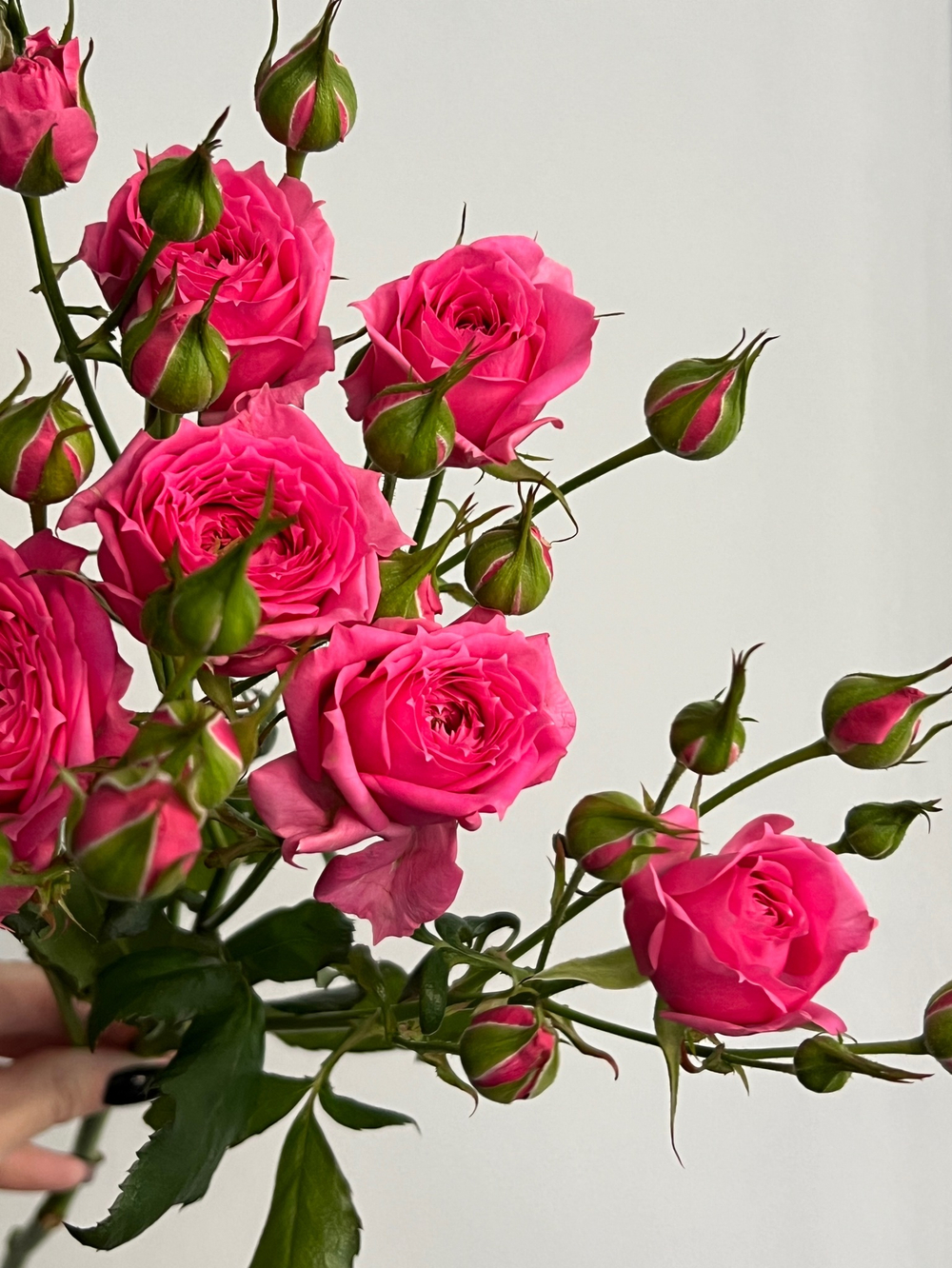 Пионовидная кустовая роза в ярко розовом оттенке