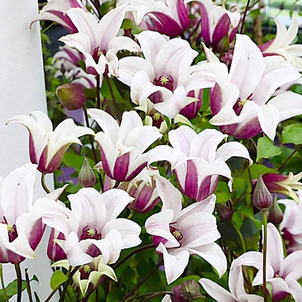 Клематис  Princess Kate( Принцесса Кейт) Стандарт поставки Р9