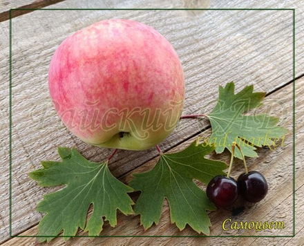 Яблоня Самоцвет