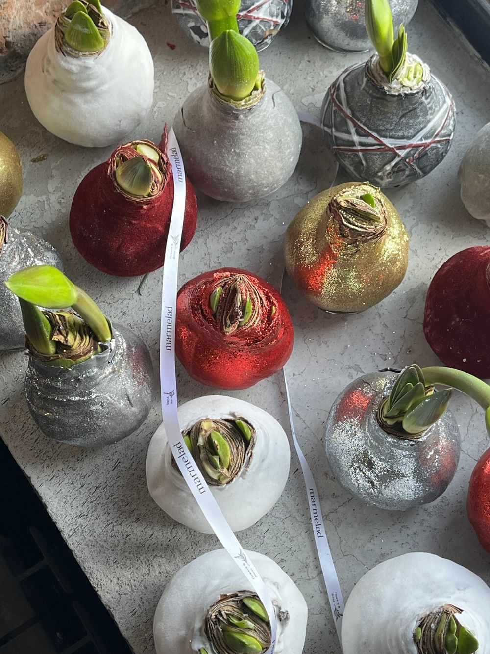 Амариллис луковица - цвет серый в полоску