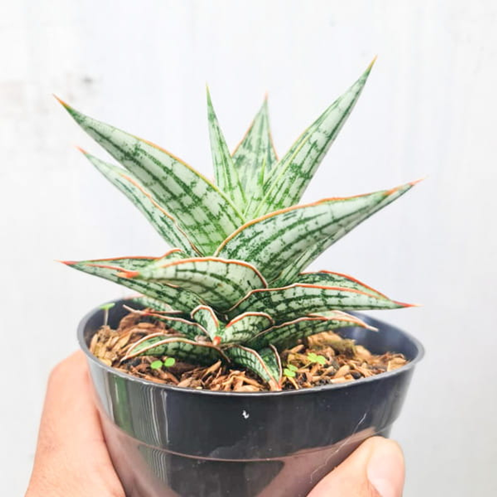 Сансевиерия LAWANG