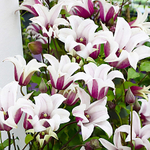 Клематис  Princess Kate( Принцесса Кейт) Стандарт поставки Р9